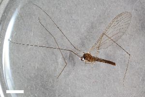  ( - ZFMK-TIS-2546728)  @11 [ ] CreativeCommons  Attribution Share-Alike (by-sa) 384 (2015) Unspecified Zoologisches Forschungsmuseum Alexander Koenig