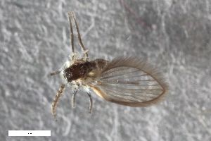  ( - ZFMK-TIS-2547523)  @11 [ ] CreativeCommons  Attribution Share-Alike (by-sa) 384 (2015) Unspecified Zoologisches Forschungsmuseum Alexander Koenig