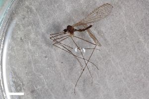  ( - ZFMK-TIS-2547629)  @11 [ ] CreativeCommons  Attribution Share-Alike (by-sa) 384 (2015) Unspecified Zoologisches Forschungsmuseum Alexander Koenig