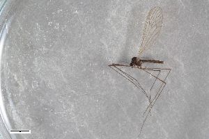  ( - ZFMK-TIS-2547656)  @11 [ ] CreativeCommons  Attribution Share-Alike (by-sa) 384 (2015) Unspecified Zoologisches Forschungsmuseum Alexander Koenig