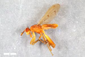  ( - ZFMK-TIS-2548227)  @11 [ ] CreativeCommons  Attribution Share-Alike (by-sa) 384 (2015) Unspecified Zoologisches Forschungsmuseum Alexander Koenig