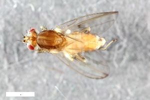  (Periscelis nigra - ZFMK-TIS-2548872)  @11 [ ] CreativeCommons  Attribution Share-Alike (by-sa) 384 (2015) Unspecified Zoologisches Forschungsmuseum Alexander Koenig