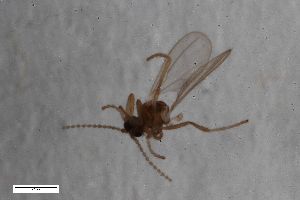  (Campylomyza furva - ZFMK-TIS-2549417)  @11 [ ] CreativeCommons  Attribution Share-Alike (by-sa) 384 (2015) Unspecified Zoologisches Forschungsmuseum Alexander Koenig