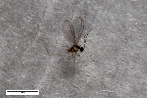  (Catocha latipes - ZFMK-TIS-2549588)  @11 [ ] CreativeCommons  Attribution Share-Alike (by-sa) 384 (2015) Unspecified Zoologisches Forschungsmuseum Alexander Koenig