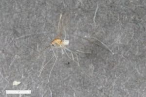  (Rhipidoxylomyia - ZFMK-TIS-2549611)  @11 [ ] CreativeCommons  Attribution Share-Alike (by-sa) 384 (2015) Unspecified Zoologisches Forschungsmuseum Alexander Koenig