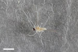  (Camptomyia spinifera - ZFMK-TIS-2549667)  @11 [ ] CreativeCommons  Attribution Share-Alike (by-sa) 384 (2015) Unspecified Zoologisches Forschungsmuseum Alexander Koenig