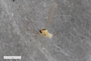  (Neocolpodia paradoxa - ZFMK-TIS-2549676)  @11 [ ] CreativeCommons  Attribution Share-Alike (by-sa) 384 (2015) Unspecified Zoologisches Forschungsmuseum Alexander Koenig