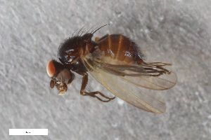  (Priscoearomyia rameli - ZFMK-TIS-2575250)  @11 [ ] CreativeCommons  Attribution Share-Alike (by-sa) 640 (2016) Unspecified Zoologisches Forschungsmuseum Alexander Koenig