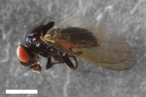  (Priscoearomyia withersi - ZFMK-TIS-2575307)  @11 [ ] CreativeCommons  Attribution Share-Alike (by-sa) 640 (2016) Unspecified Zoologisches Forschungsmuseum Alexander Koenig