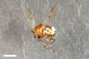  ( - ZFMK-TIS-2599938)  @11 [ ] CreativeCommons  Attribution Share-Alike (by-sa) 818 (2017) Unspecified Zoologisches Forschungsmuseum Alexander Koenig