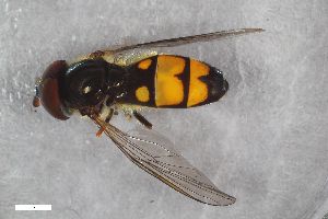  ( - ZFMK-TIS-2605742)  @11 [ ] CreativeCommons  Attribution Share-Alike (by-sa) 815 (2017) Unspecified Zoologisches Forschungsmuseum Alexander Koenig