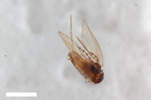  ( - ZFMK-TIS-2629716)  @11 [ ] CreativeCommons  Attribution Share-Alike (by-sa) 4 (2021) Unspecified Zoologisches Forschungsmuseum Alexander Koenig