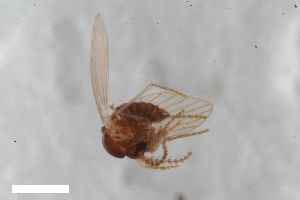  (Paramormia polyascoidea - ZFMK-TIS-2629726)  @11 [ ] CreativeCommons  Attribution Share-Alike (by-sa) 4 (2021) Unspecified Zoologisches Forschungsmuseum Alexander Koenig