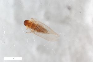  ( - ZFMK-TIS-2629740)  @11 [ ] CreativeCommons  Attribution Share-Alike (by-sa) 4 (2021) Unspecified Zoologisches Forschungsmuseum Alexander Koenig