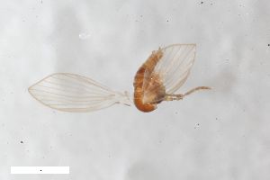  ( - ZFMK-TIS-2629844)  @11 [ ] CreativeCommons  Attribution Share-Alike (by-sa) 4 (2021) Unspecified Zoologisches Forschungsmuseum Alexander Koenig