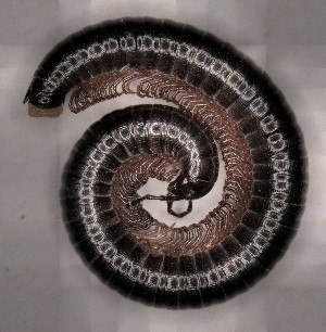  (Leptoiulus braueri - EK10)  @11 [ ] CreativeCommons  Attribution (by) (2025) Michaela Bodner University of Graz, Institute of Biology