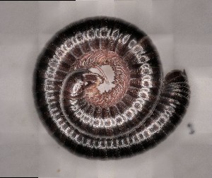  ( - EK14)  @11 [ ] CreativeCommons  Attribution (by) (2025) Michaela Bodner University of Graz, Institute of Biology