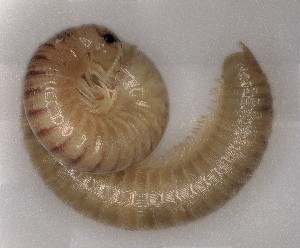  (Styrioiulus - EK145)  @11 [ ] CreativeCommons  Attribution (by) (2043) Michaela Bodner University of Graz, Institute of Biology