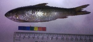  ( - TSPA01)  @13 [ ] CreativeCommons - Attribution Share-Alike (2012) Vikas Kalyankar Paul Hebert Centre for DNA Barcoding and Biodiversity Studies