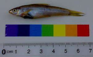  ( - APHN01)  @13 [ ] CreativeCommons - Attribution Share-Alike (2012) Vikas Kalyankar Paul Hebert Centre for DNA Barcoding and Biodiversity Studies