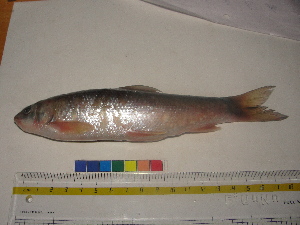  ( - CYNW01)  @13 [ ] Unspecified (default): All Rights Reserved  Unspecified Unspecified