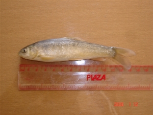  ( - TSPO09)  @12 [ ] Unspecified (default): All Rights Reserved  Unspecified Unspecified