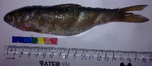  ( - TSPA03)  @13 [ ] CreativeCommons - Attribution Share-Alike (2012) Vikas Kalyankar Paul Hebert Centre for DNA Barcoding and Biodiversity Studies