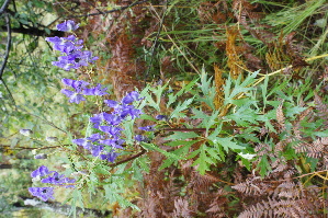  (Aconitum kusnezoffii - ABSDA-41)  @11 [ ] No Rights Reserved  no no