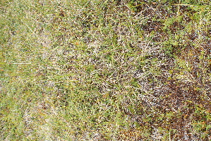  (Carex soczavaeana - ABSDA-74)  @11 [ ] No Rights Reserved  NO NO