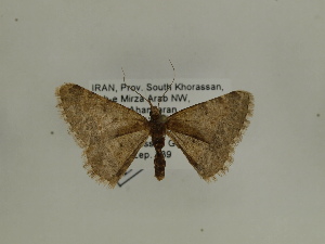  ( - BC SMNK Lep 00387)  @12 [ ] Copyright (2010) Axel Hausmann/Bavarian State Collection of Zoology (ZSM) SNSB, Zoologische Staatssammlung Muenchen