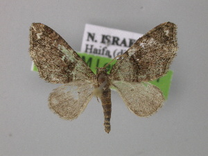  ( - BC ZSM Lep 00411)  @13 [ ] CreativeCommons - Attribution Non-Commercial Share-Alike (2010) Axel Hausmann SNSB, Zoologische Staatssammlung Muenchen