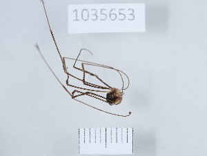  ( - 1035653)  @11 [ ] Copyright (2024) Beka Chitadze Ilia State University, Institute of Ecology