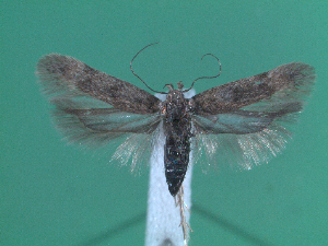  (Spiniphallellus - KLM Lep 00059)  @13 [ ] CreativeCommons - Attribution Non-Commercial Share-Alike (2010) Tiroler Landesmuseen Tiroler Landesmuseen