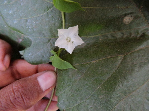  (Ipomoea hederifolia - DNAFR000890)  @11 [ ] Copyright  Gujarat Biodiversity Gene Bank, GSBTM, DST, GoG Gujarat Biodiversity Gene Bank, GSBTM, DST, GoG
