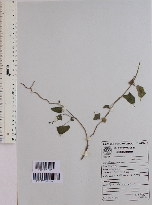 (Ipomoea calycina - DNAFR001554)  @11 [ ] Copyright (2016) Gujarat Biodiversity Gene Bank, GSBTM, DST, GoG Gujarat Biodiversity Gene Bank, GSBTM, DST, GoG