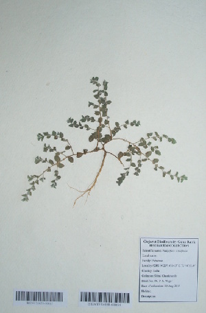  (Indigofera cordifolia - DNAFR000716)  @11 [ ] Copyright (2014) Gujarat Biodiversity Gene Bank, GSBTM, DST, GoG Gujarat Biodiversity Gene Bank, GSBTM, DST, GoG