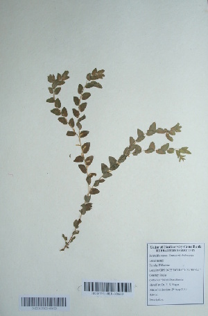 (Crotalaria hebecarpa - DNAFR000718)  @11 [ ] Copyright (2014) Gujarat Biodiversity Gene Bank, GSBTM, DST, GoG Gujarat Biodiversity Gene Bank, GSBTM, DST, GoG
