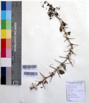  (Acacia nilotica subsp subalata - DNAFR000173)  @11 [ ] Copyright (2014) Gujarat Biodiversity Gene Bank, GSBTM, DST, GoG Gujarat Biodiversity Gene Bank, GSBTM, DST, GoG