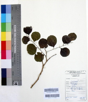  (Dalbergia latifolia - DNAFR000215)  @11 [ ] Copyright (2014) Gujarat Biodiversity Gene Bank, GSBTM, DST, GoG Gujarat Biodiversity Gene Bank, GSBTM, DST, GoG