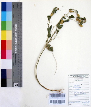  (Crotalaria hirsuta - DNAFR000218)  @11 [ ] Copyright (2014) Gujarat Biodiversity Gene Bank, GSBTM, DST, GoG Gujarat Biodiversity Gene Bank, GSBTM, DST, GoG