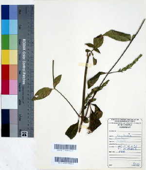  (Eranthemum roseum - DNAFR000406)  @11 [ ] Copyright (2014) Gujarat Biodiversity Gene Bank, GSBTM, DST, GoG Gujarat Biodiversity Gene Bank, GSBTM, DST, GoG
