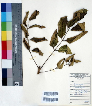  (Fernandoa adenophylla - DNAFR000407)  @11 [ ] Copyright (2014) Gujarat Biodiversity Gene Bank, GSBTM, DST, GoG Gujarat Biodiversity Gene Bank, GSBTM, DST, GoG