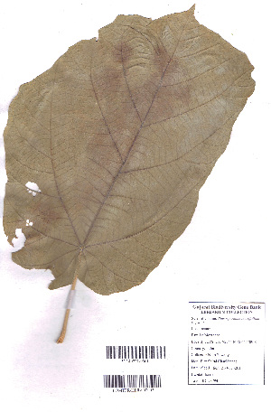  (Pterospermum acerifolium - DNAFR000731)  @11 [ ] Copyright (2015) Gujarat Biodiversity Gene Bank, GSBTM, DST, GoG Gujarat Biodiversity Gene Bank, GSBTM, DST, GoG