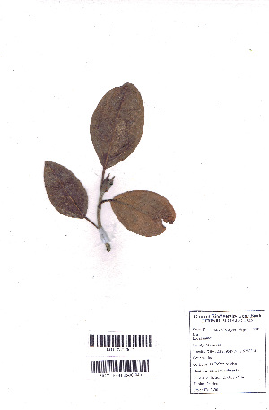 (Artocarpus integer - DNAFR000744)  @11 [ ] Copyright (2015) Gujarat Biodiversity Gene Bank, GSBTM, DST, GoG Gujarat Biodiversity Gene Bank, GSBTM, DST, GoG