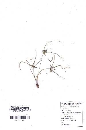 (Pycreus pumilus - DNAFR001090)  @11 [ ] Copyright (2015) Gujarat Biodiversity Gene Bank, GSBTM, DST, GoG Gujarat Biodiversity Gene Bank, GSBTM, DST, GoG