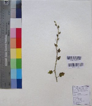  (Solanum trilobatum - DNAFR001181)  @11 [ ] Copyright (2015) Gujarat Biodiversity Gene Bank, GSBTM, DST, GoG Gujarat Biodiversity Gene Bank, GSBTM, DST, GoG