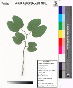  (Bauhinia purpurea - DNAFR000042)  @11 [ ] Copyright (2011) Gujarat Biodiversity Gene Bank Gujarat Biodiversity Gene Bank