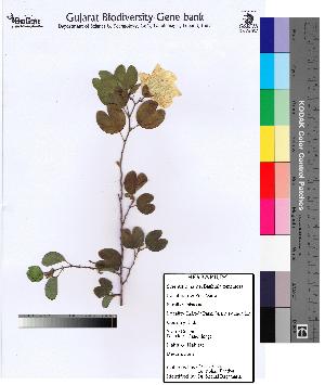  ( - DNAFR000079)  @11 [ ] Copyright (2012) Unspecified Gujarat State Biotechnology Mission