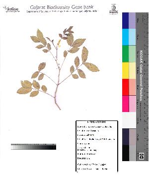  ( - DNAFR000071)  @11 [ ] Copyright (2012) Unspecified Gujarat State Biotechnology Mission