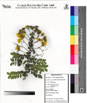  (Cassia sophera - DNAFR000029)  @11 [ ] Copyright (2011) Gujarat Biodiversity Gene Bank Gujarat Biodiversity Gene Bank